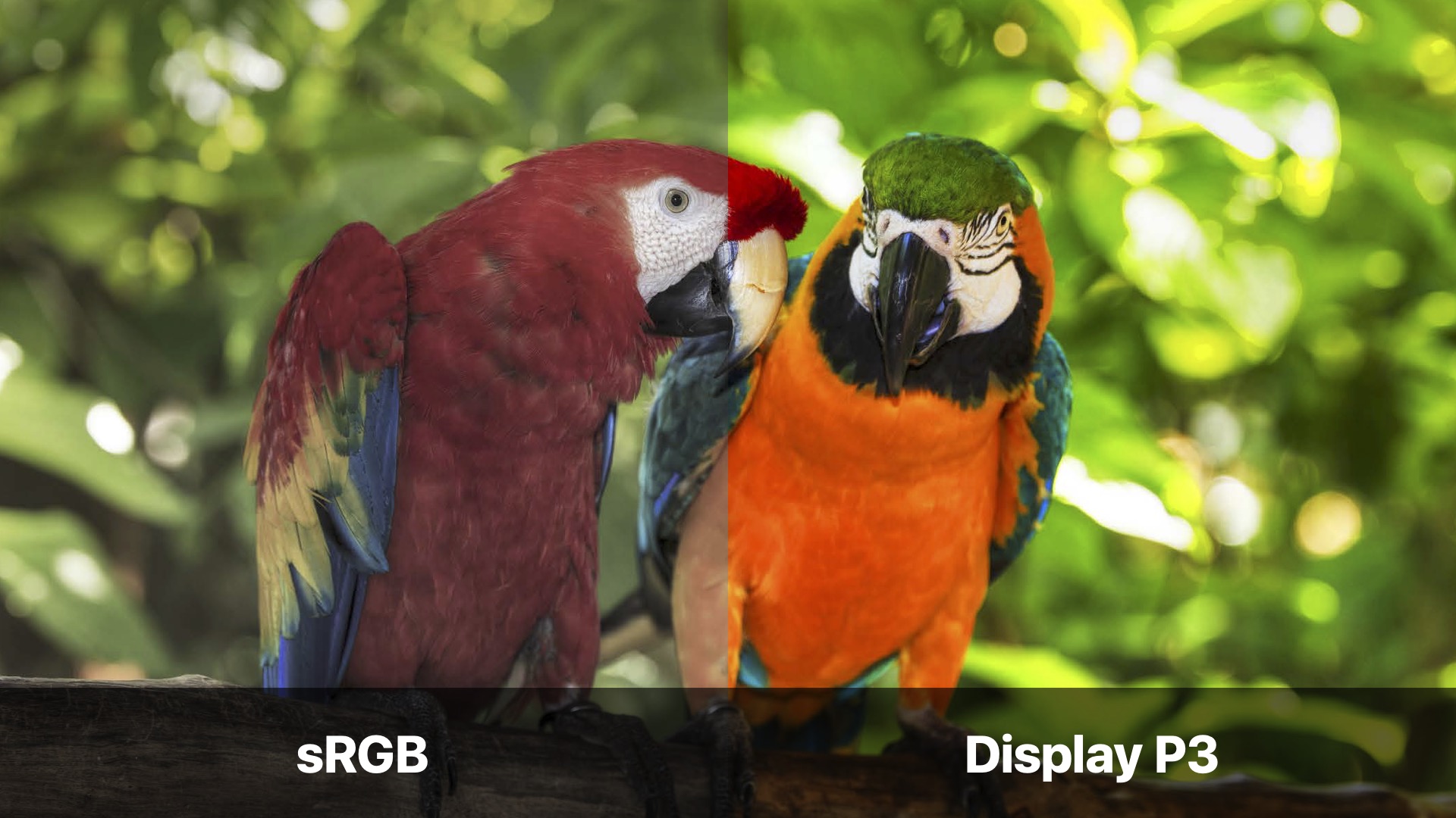 sRGB_vs_Display P3jpg